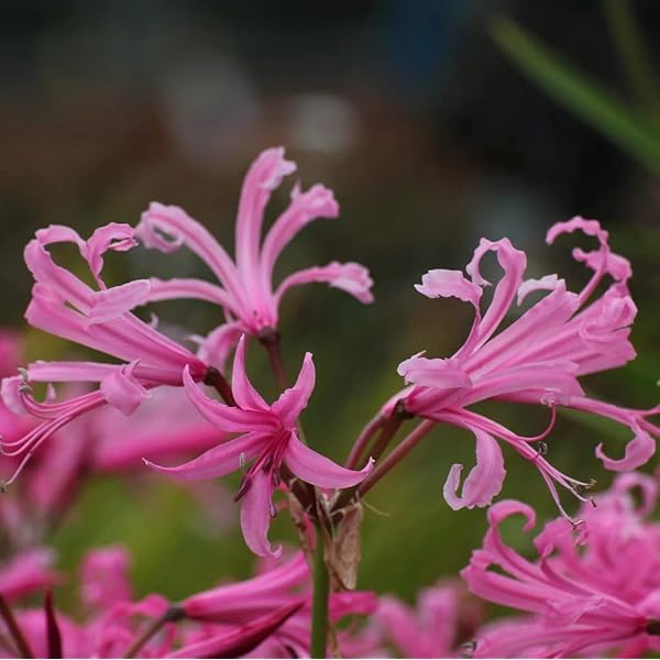 Lycoris Lily/Spider Lily Flower Bulb For Summer Garden pack of 8